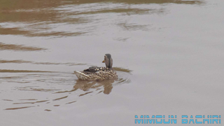 Canard colvert